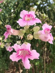 Close-Up of Beautiful Pink Trumpet Vine Flowers in Bloom on a Sunny Day. Podranea ricasoliana isolated. Pink flower in full blossom close up.