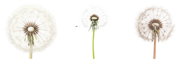 Three stages of a dandelion clock on a dark background with detail on transparent background