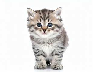 Fototapeta premium Lovely blue-eyed kitten posing in white background, lifestyle vibe.