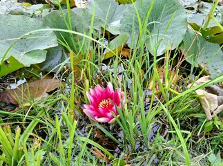 Red water lilies float on the surface of a pond. The open blossoms contrast with the wide, green floating leaves. 