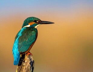 Kingfisher perched on a log