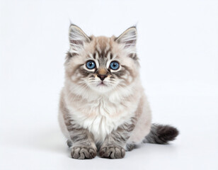 Obraz premium Lovely blue-eyed tabby kitten on white, lifestyle inspiration.