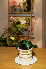 A Beautiful Decorative Indoor Plant Artfully Positioned on a Stylish Wooden Table