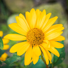 yellow daisy flower