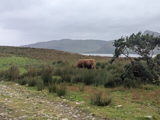 Highland Cow Grazing Beside a Loch at Lochbuie on the Isle of Mull Scotland