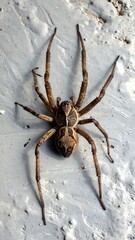 Large spider on light surface