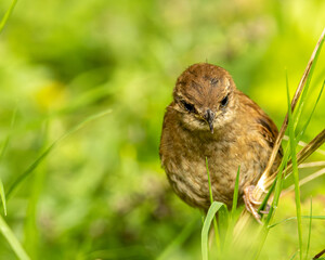 A wren in close up detail. British wild bird.