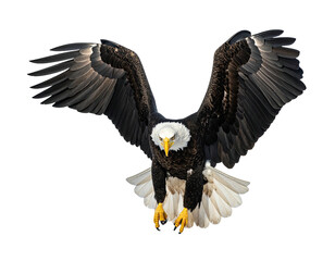 Bald eagle in flight, wings spread wide, against a black background