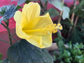 Bright Yellow Hibiscus Flower Close-up with Vibrant Petals and Pollen Detail. Hibiscus rosa-sinensis isolated. Yellow flower close up.