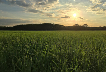 Rice field with sunrise or sunset in moning light