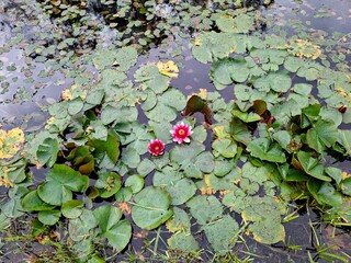 water lilies in the pond