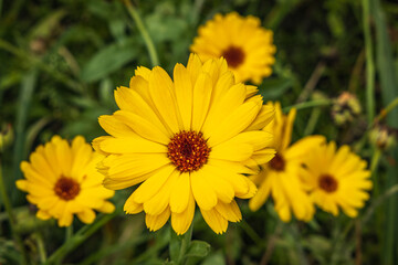 yellow flower in the grass