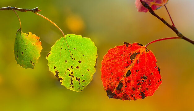 closeup red aspen tree branch in autumn forest, seasonal natural background