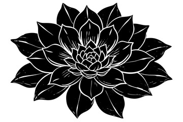  flower isolated on white background