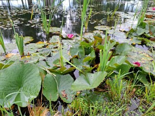 Red water lilies float on the surface of a pond. The open blossoms contrast with the wide, green floating leaves. The water is calm.