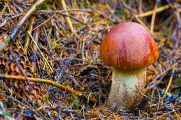 closeup porcini mushroom in the forest
