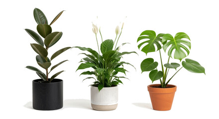 Fototapeta premium Three stylish potted plants adding a modern, vibrant touch to your interior design projects today