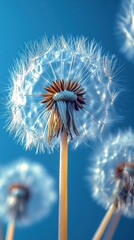 Dandelions against a vibrant blue sky, a whimsical image capturing the beauty of nature's delicate details.