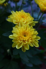 yellow dahlia flower
