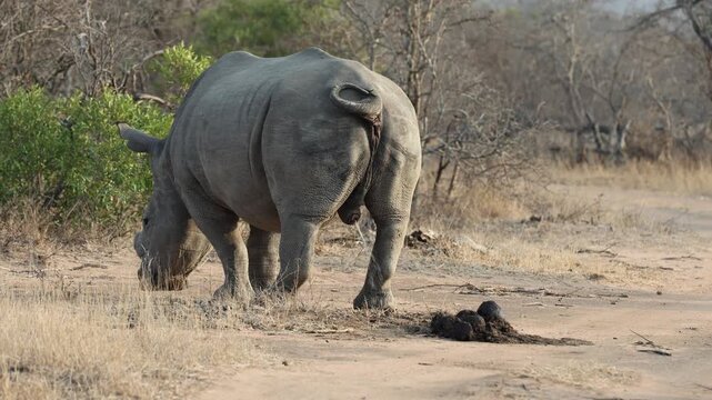  A white rhino bull urinating on a midden