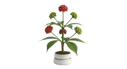 Isolated False Ginseng plant with berries in a pot, ornamental plant in indoor setting