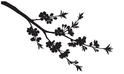 Black Silhouette of a Flowering Branch with Blossoms on a White Background