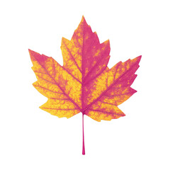 Fototapeta premium PNG Vibrant autumn maple leaf illustration.