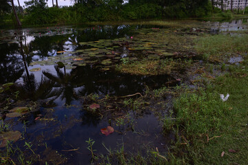 Bright pink water lilies blooming on a calm pond surrounded by lush green vegetation, with clear reflections on the water surface. A serene tropical wetland scene in Bangladesh.