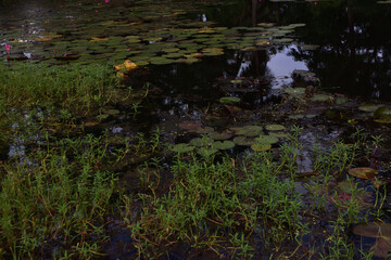 Bright pink water lilies blooming on a calm pond surrounded by lush green vegetation, with clear reflections on the water surface. A serene tropical wetland scene in Bangladesh.
