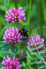 Furry Bumblebee Foraging Nectar on Vibrant Purple Red Clover Flower in Summer Meadow