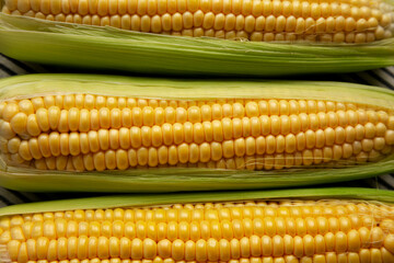 Fresh Raw Organic Corn on the Cob in the Husk, top view.