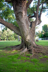 Inside the Royal Park of Capodimonte former residence of Bourbons, Naples, Italy
An old Magnolia classified as monumental tree because 150 years old. 
