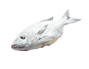 A whole, light gray fish, lies horizontally, its body smooth and slightly tapered