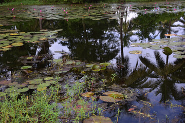 Bright pink water lilies blooming on a calm pond surrounded by lush green vegetation, with clear reflections on the water surface. A serene tropical wetland scene in Bangladesh.