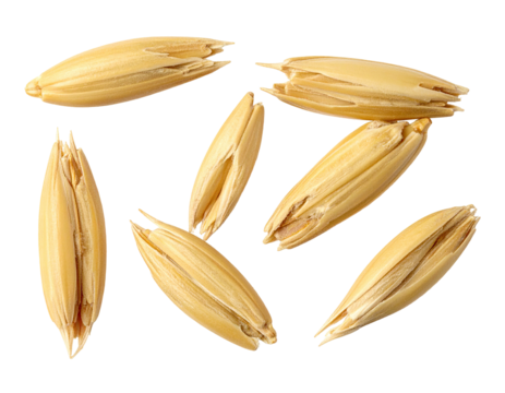 Close-up view of several oat seeds.  Light beige, oblong shaped grains scattered