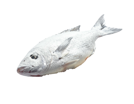 A whole, light gray fish, lies horizontally, its body smooth and slightly tapered