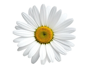 Close-up of a single, perfect white daisy with a bright yellow center