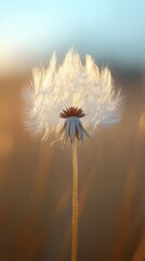 Golden Hour Dandelion: A Serene Sunset Bloom
