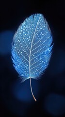 Serene Blue Feather: A Delicate Macro Photography