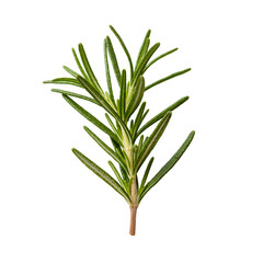 Fototapeta premium Fragrant rosemary sprig showcasing nature's culinary delight