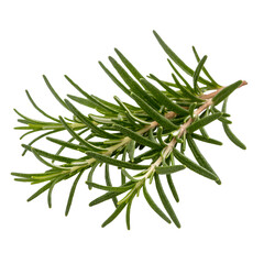 Fototapeta premium Fresh rosemary sprig showcasing vibrant green hues in natural light