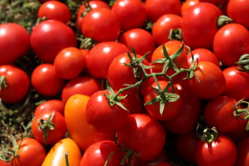 tomatoes on the vine, Abundant red and orange cherry tomatoes with green stems scattered on natural background Mixed variety harvest showing different ripeness stages and colors with sunlight 