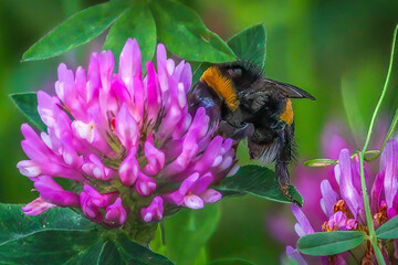 Furry Bumblebee Foraging Nectar on Vibrant Purple Red Clover Flower in Summer Meadow