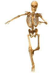 3D Rendering Human Skeleton on White