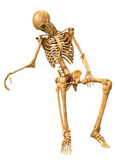 3D Rendering Human Skeleton on White