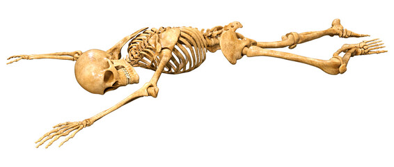 3D Rendering Human Skeleton on White