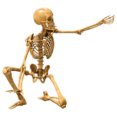 3D Rendering Human Skeleton on White