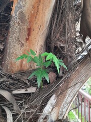 Obraz premium Azadirachta indica plant grows from the fibrous trunk of a palm tree. Its new growth emerges from the textured, brown bark, giving the impression of life in an unexpected place. Neem or Indian lilac p