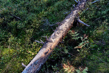 Landscape of the Totenåsen Hills Coniferous Forest Reserve, walking from Langtjernet Lake to Fugletjernet Lake, September 2025.