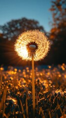 Sunset Dandelion Magic: A Golden Hour Bloom